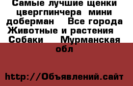 Самые лучшие щенки цвергпинчера (мини доберман) - Все города Животные и растения » Собаки   . Мурманская обл.